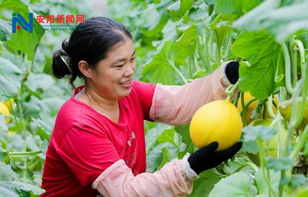 滑县八里营乡陈苑村一妇女在瓜果大棚内采摘瓜果.