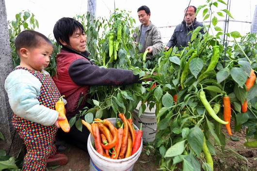 河南滑县反季节蔬菜富农家