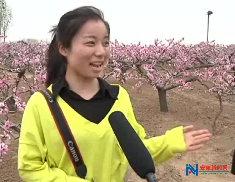 安阳内黄县万亩桃花朵朵开 桃林托起致富梦