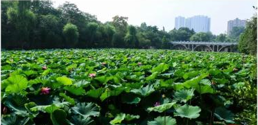 安阳市洹水公园景点之二“荷塘听香”